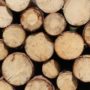 Le bois : l’avenir de la construction…